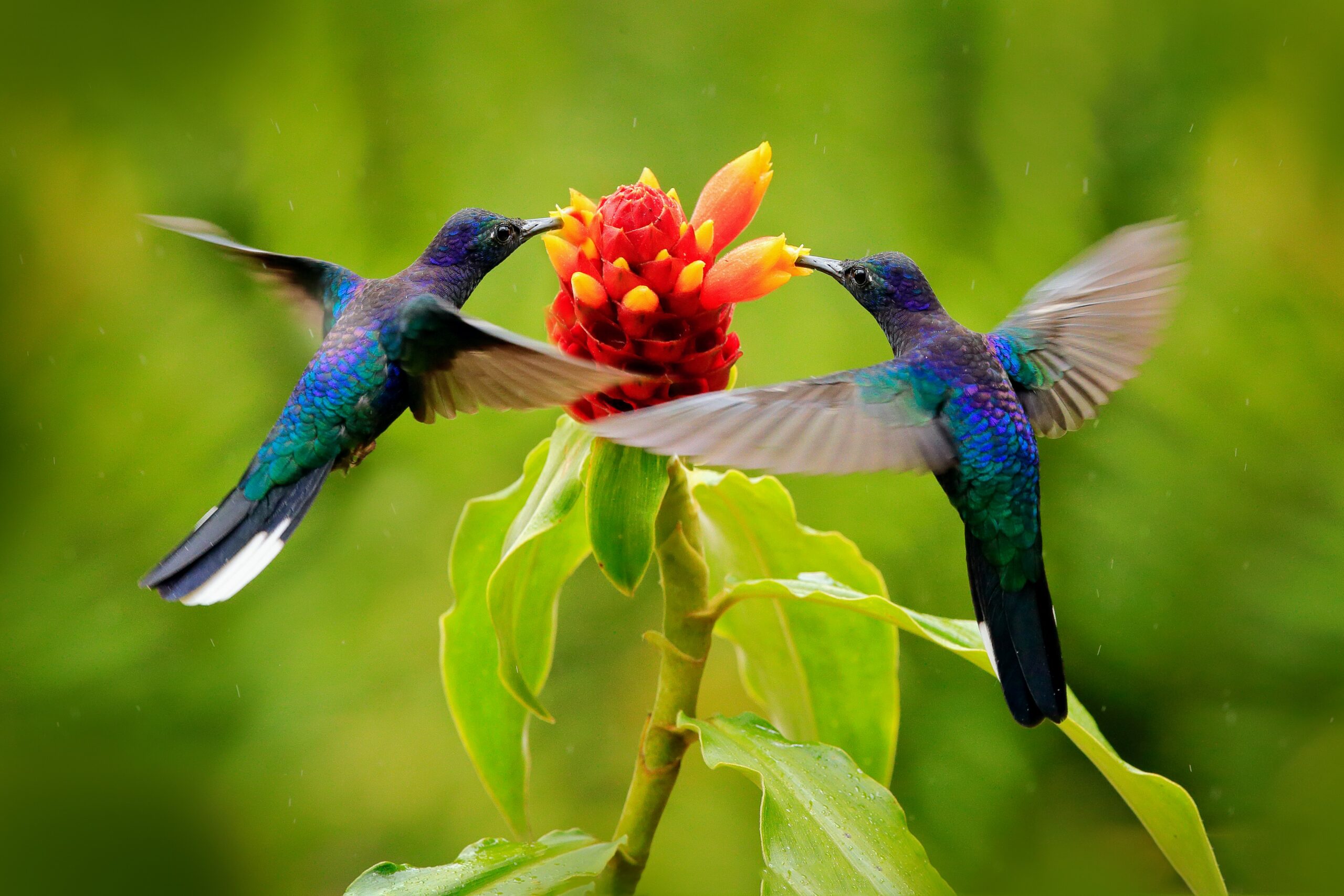 Les colibris repèrent le danger grâce à leur odorat - Sciences et
