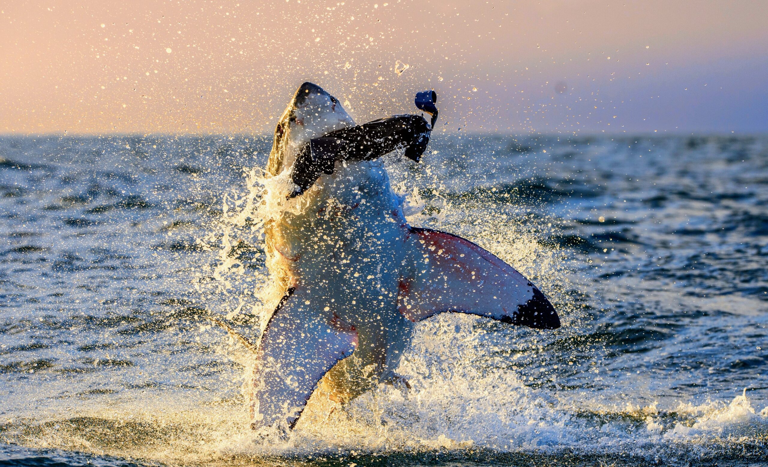 États-Unis: un grand requin blanc nouveau-né probablement photographié pour  la première fois
