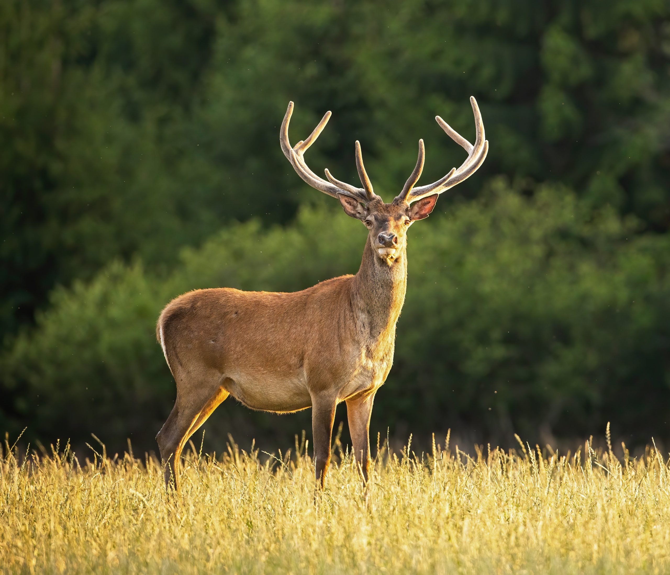 types de cerfs africains