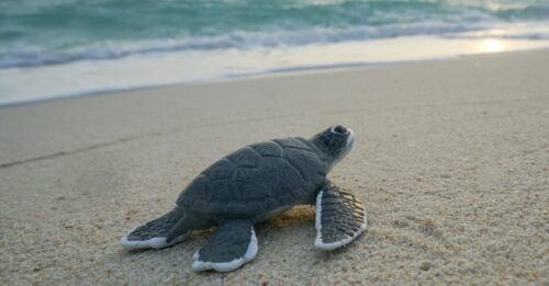 Les tortues marines sont mystérieusement en déclin en Irlande et au ...