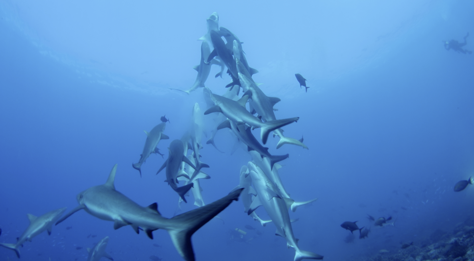 Fondation Shark Tornado Living Oceans