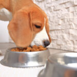 Pourquoi alimenter votre compagnon canin en croquettes ?