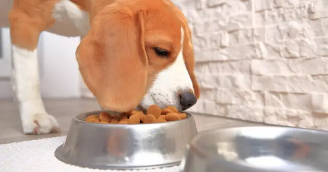 Pourquoi alimenter votre compagnon canin en croquettes ?