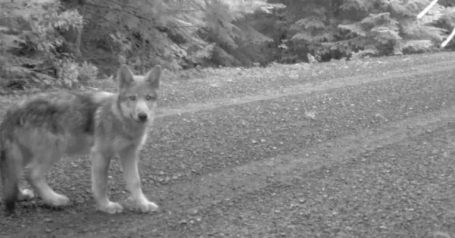 L’État de l’Oregon radie les loups gris de la loi sur les espèces en voie de disparition.