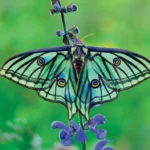 Le monde sauvage des papillons