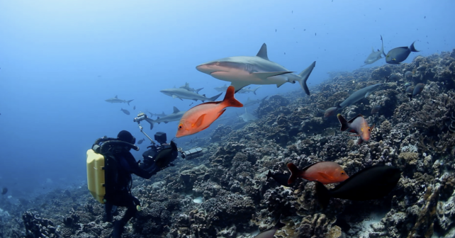 Plongeur requin