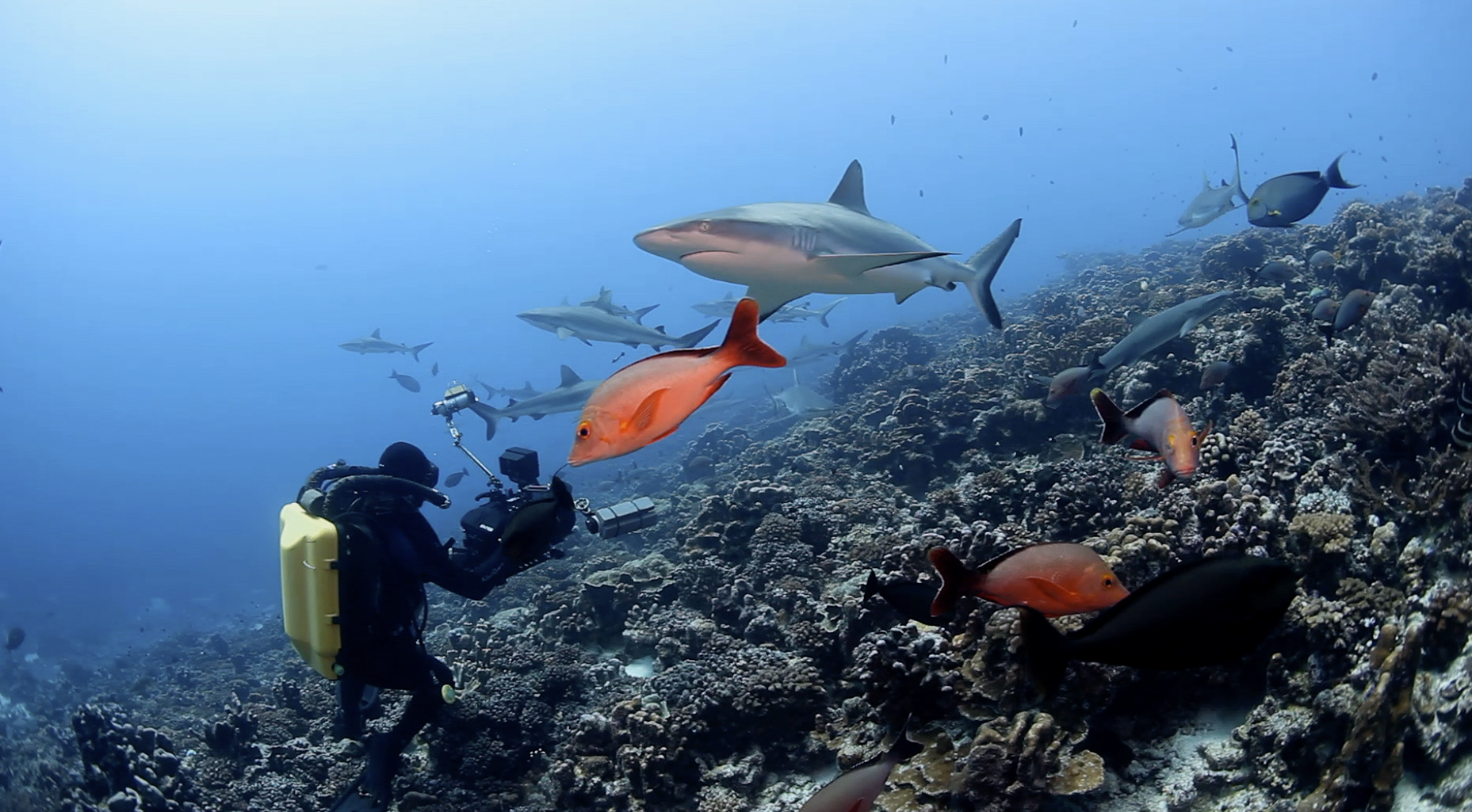 Plongeur requin