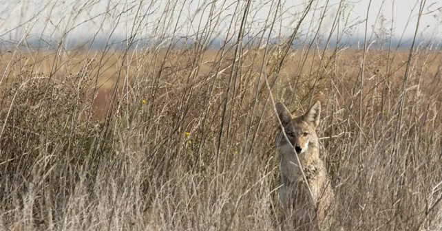 Coyote se cachant dans les hautes herbes.  |Photo par fusaromike/iStock