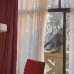 Une femme se réveille pour trouver un babouin se relaxant tranquillement dans sa chambre