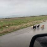 Une bande de chiots perdus court le long de la route en quête d’aide