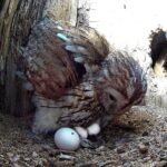 Une maman chouette, déçue par ses œufs non éclos, trouve des bébés dans son nid
