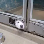 Une chienne sort sa tête de son box pour observer ses amis être adoptés