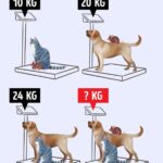 Test de QI : Déterminez le poids d’un chat, d’un chien et d’une souris