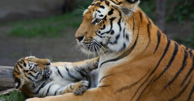 Día Mundial del Tigre 2024 quedan menos de 4000