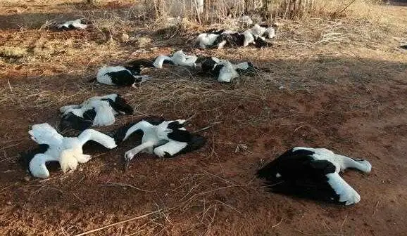 Cigüeñas blancas electrocutadas Marchena