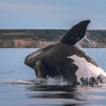 Ce que mange la baleine franche australe dans la péninsule Valdés