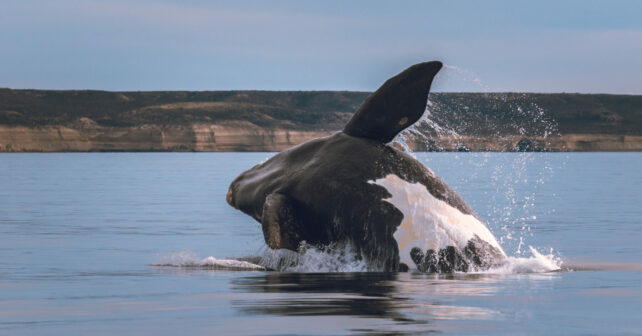 Ballena franca austral Península Valdés