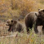 Condamnation du meurtrier de l'ours à Palencia