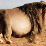 Découverte d’un lion géant : le vétérinaire est stupéfait en examinant son échographie