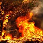 Démanteler les canulars et la désinformation sur les incendies de forêt