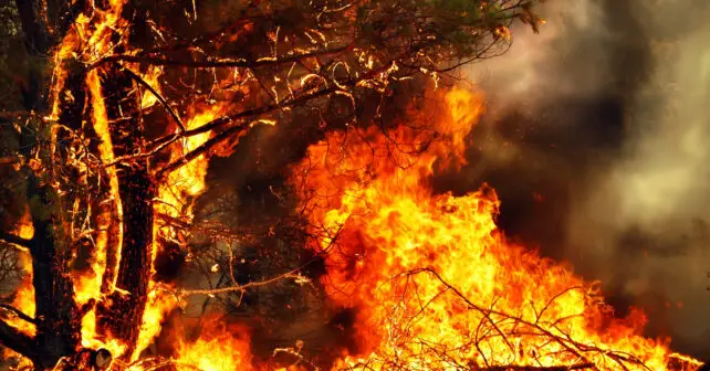 Bulos incendios forestales