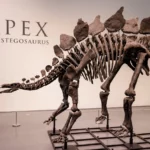 Dinosaure à vendre, motif : Sotheby's