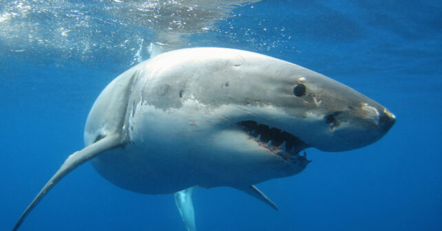 Tiburones blancos cantábrico