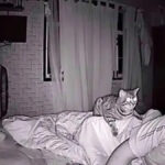 Intrigué par son chat qui le regarde toute la nuit, il décide de le filmer et découvre la vérité