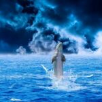 Journée mondiale des baleines et des dauphins 2024 : nous sommes vos pires voisins