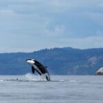 Journée mondiale des orques 2024 : la pollution les tue