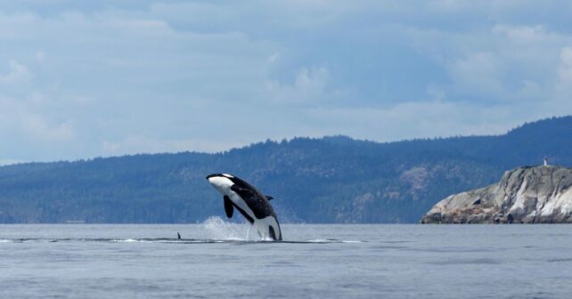 Día Mundial de las Orcas 2024 contaminación