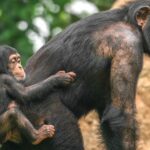 Journée mondiale du chimpanzé 2024 : de plus en plus menacée