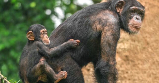 Día Mundial del Chimpancé 2024 amenazados