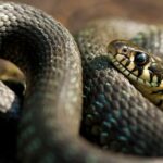 Journée mondiale du serpent 2024 : plus de respect et d'information sont nécessaires