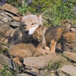 La chasse au loup en Castille-et-León est illégale selon la CJUE