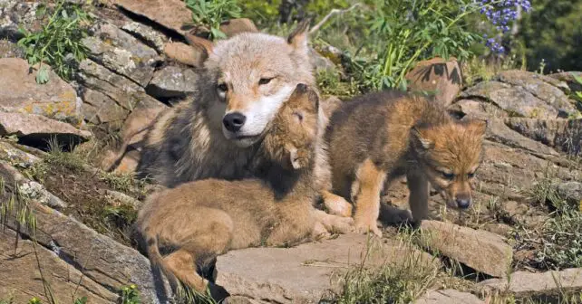 Lobos Castilla y León TJUE