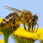 La production agricole souffre du manque d’insectes pollinisateurs