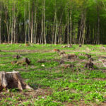 Le manque de mise en œuvre de la « loi européenne sur la déforestation » par la LACC