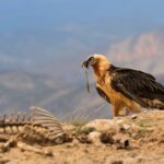 Les vautours fauves indiquent où trouver des charognes pour le gypaète barbu