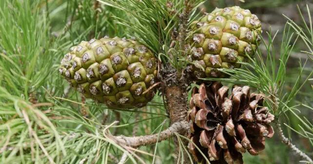 Pinos piñoneros Doñana