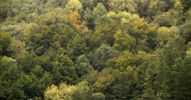 Proyecto RECONECTA bioeconomía forestal