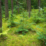 Projet RECONECTA : promouvoir la bioéconomie forestière sur les terres abandonnées