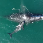 Les baleines franches de l'Atlantique Nord meurent à un rythme alarmant
