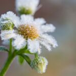Secrets de la nature : découvrez comment les plantes s'adaptent au froid