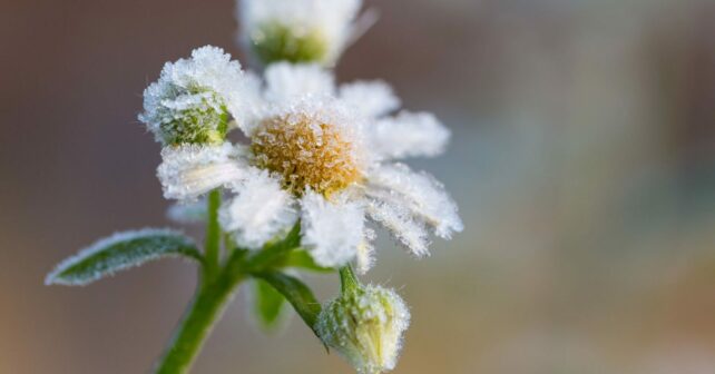 cómo se adaptan las plantas al frío