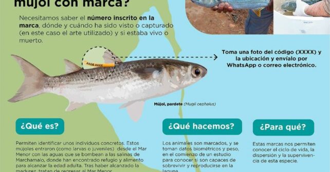 mújoles mar menor marca