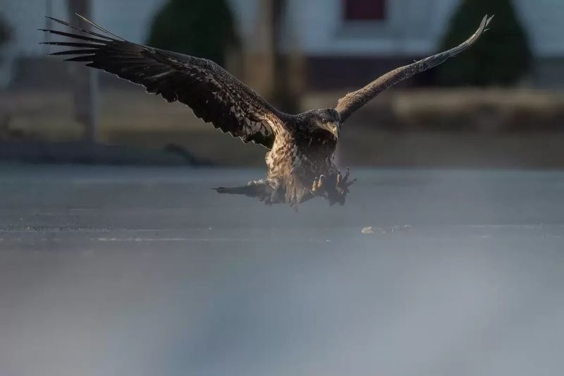 habileté d’un aigle