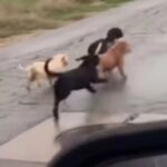 Un groupe de chiots perdus court sur la route à la recherche d’aide