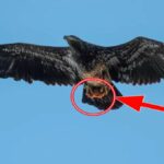 Il photographie un aigle et reste bouche bée devant son contenu