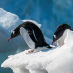 10 animaux vivant en Antarctique que vous ne connaissiez probablement pas